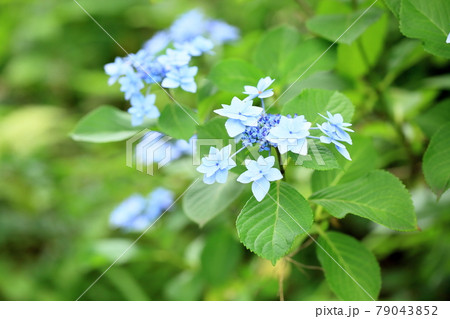 ガクアジサイの花 79043852