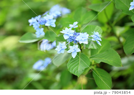 ガクアジサイの花 ガクアジサイの花 79043854