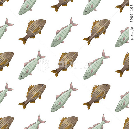 Fish crucian carp seamless pattern, side view 79044198