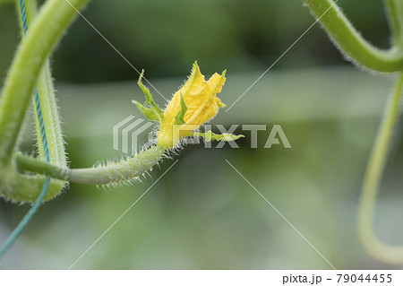 花がついているまだ小さいきゅうりの写真素材