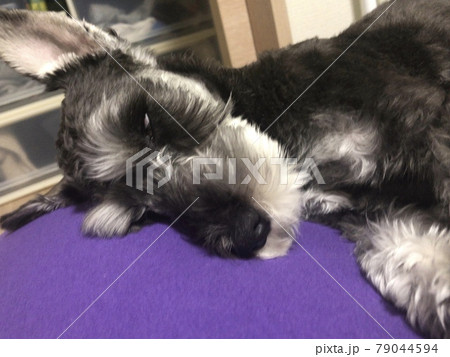 爆睡のミニチュアシュナウザー 79044594