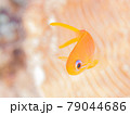 キュートなキンギョハナダイ幼魚 79044686