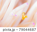 悪戯っ子のクマノミ 79044687