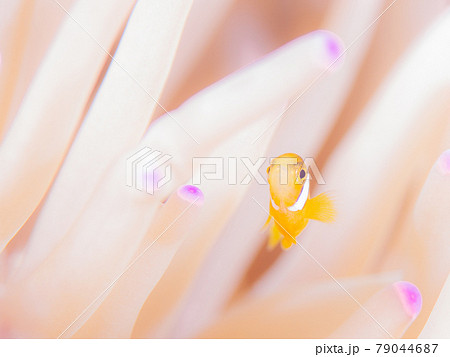 悪戯っ子のクマノミの写真素材