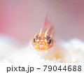 タテジマヘビギンポ 79044688