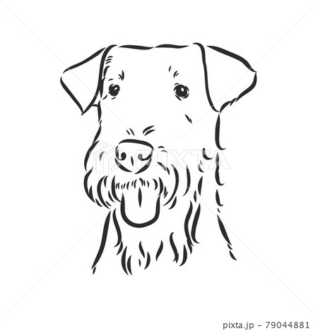 Airedale Terrier Dog. hand drawn. Vector illustration 79044881