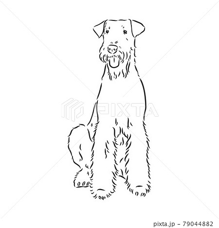 Airedale Terrier Dog. hand drawn. Vector illustration 79044882
