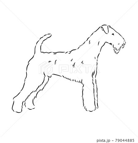 Airedale Terrier Dog. hand drawn. Vector illustration 79044885