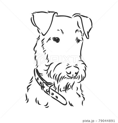 Airedale Terrier Dog. hand drawn. Vector illustration Airedale Terrier Dog. hand drawn. Vector illustration 79044891