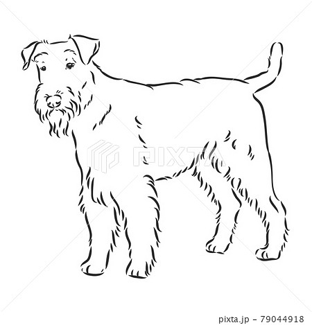 Airedale Terrier Dog. hand drawn. Vector illustration 79044918
