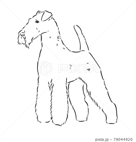 Airedale Terrier Dog. hand drawn. Vector illustration 79044920