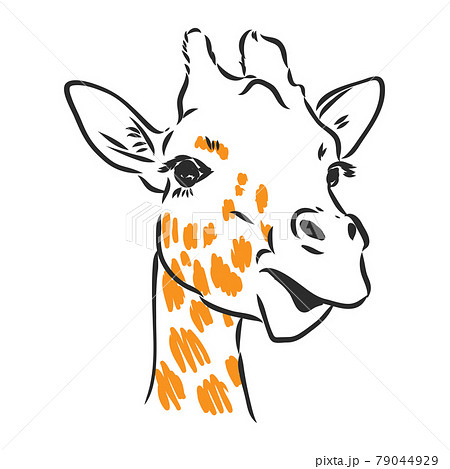 Black And White Vector Sketch Of A Male Nyala のイラスト素材