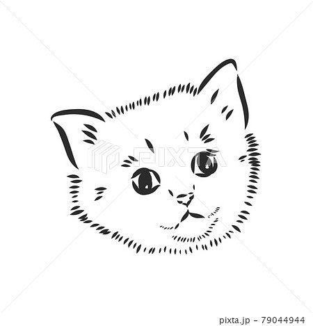 Vector sketch of a stylized kitten's face 79044944