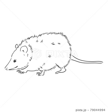 Vector sketch possum muzzle possum vector illustration Vector sketch possum muzzle possum vector illustration 79044994