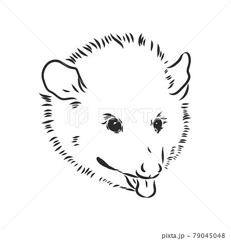 Vector sketch possum muzzle possum vector illustration 79045048