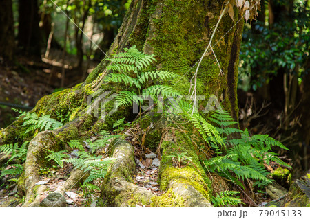 杉の根-京都鞍馬寺ハイキングコース 79045133