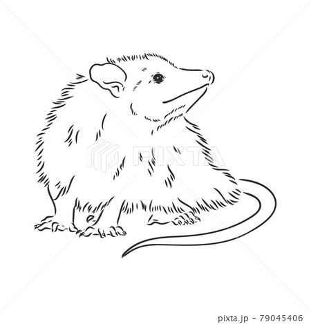 Vector sketch possum muzzle possum vector illustration Vector sketch possum muzzle possum vector illustration 79045406