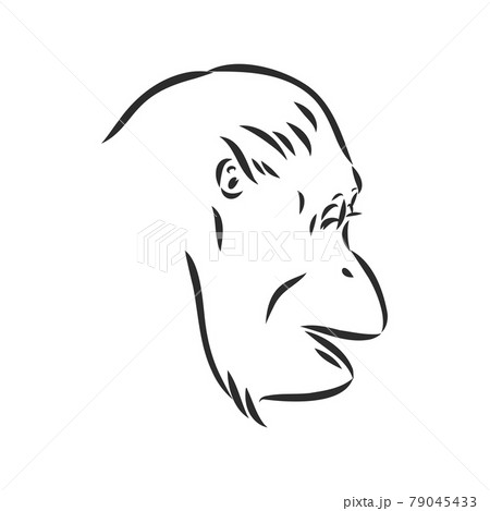 Vector image of a chimpanzee on white background 79045433