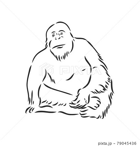 Vector image of a chimpanzee on white background 79045436