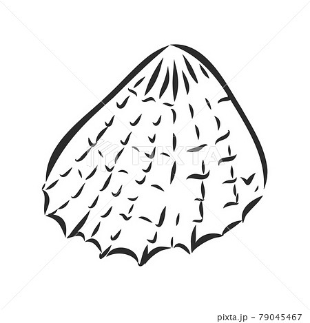 Vector Sea Shell Or Marine Shells Line Icons のイラスト素材