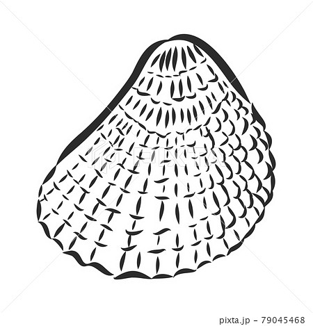 Vector sea shell or marine shells line icons set on white background Vector sea shell or marine shells line icons set on white background 79045468