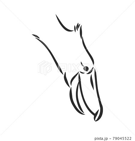 Hand drawn sketch style shoebill. Vector illustration isolated on white background. Hand drawn sketch style shoebill. Vector illustration isolated on white background. 79045522