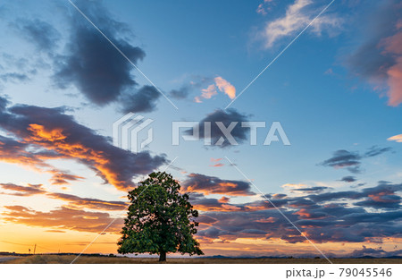 Sunset clouds with isolated chestnut treeand cloudy sky 79045546