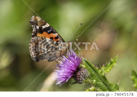 ヒメアカタテハ 79045578