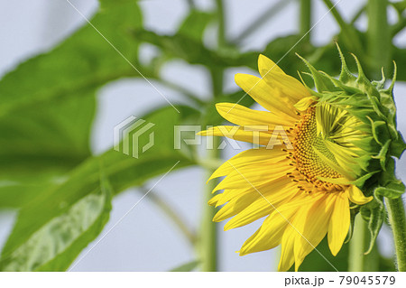 ▽▲ひまわりページ▽▲ Amazon.co.jp: ひまわりのRhapsody (通常盤): ミュージック