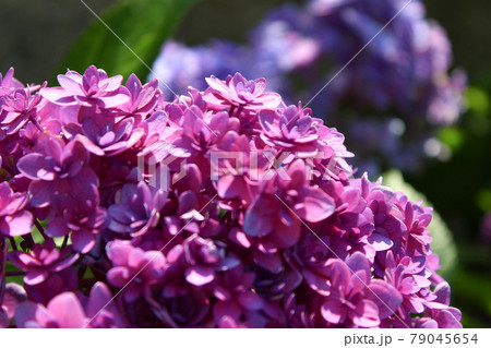 ピンクの八重咲き紫陽花 79045654