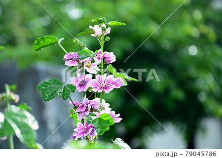 ゼニアオイの花 79045786