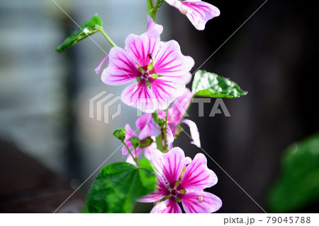 ゼニアオイの花 79045788