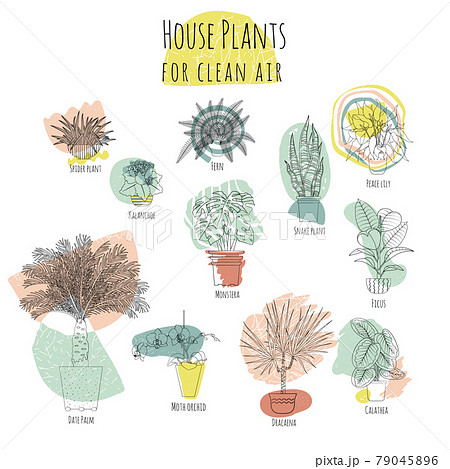 Colorful set of various potted houseplants for clean air. Abstract shapes on background Colorful set of various potted houseplants for clean air. Abstract shapes on background 79045896