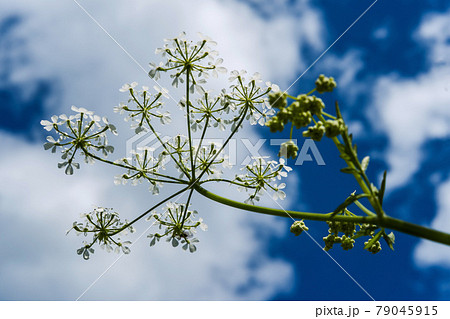 地面から見上げたレースフラワーと夏空 79045915