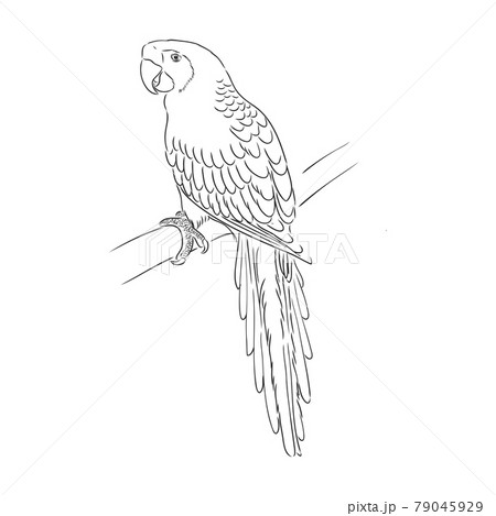 Vector cockatoo silhouette isolated on white background. Tropical bird illustration. Hand drawn parrot with crest. Cacatuidae family, Cacatuoidea superfamily, Psittaciformes order, Aves class bird art 79045929