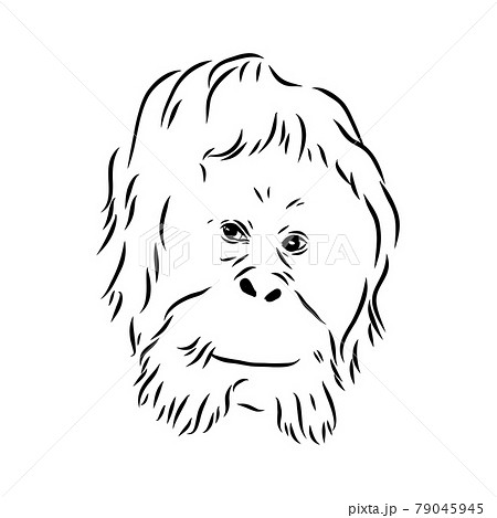 Vector illustration. Hand drawn realistic sketch of an ape, orangutan 79045945
