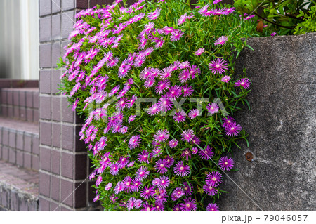 ブロック塀のマツバギク 79046057