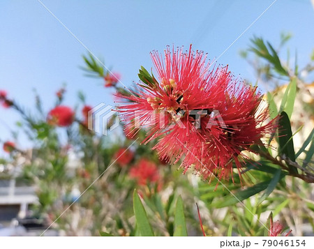 道端の街路樹に咲く赤い花の写真素材