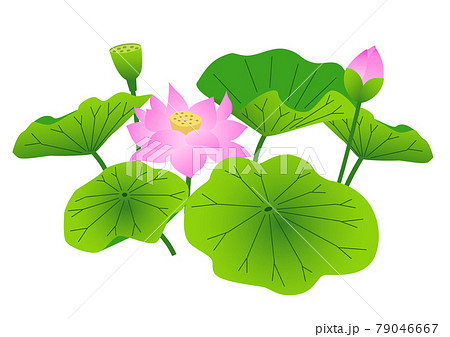 蓮の花と葉 79046667