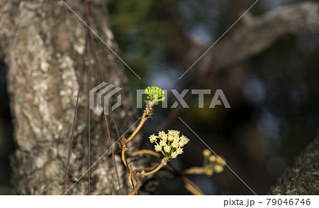 beautiful white and green baby Sweet alyssum on the tree in the garden and good smell. beautiful white and green baby Sweet alyssum on the tree in the garden and good smell. 79046746