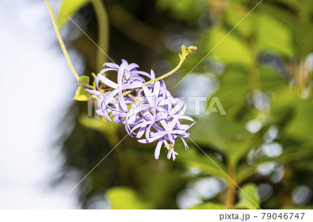 Purple white Ixora flowers on tree. Ixora or Needle flower. green leaf background. Purple white Ixora flowers on tree. Ixora or Needle flower. green leaf background. 79046747