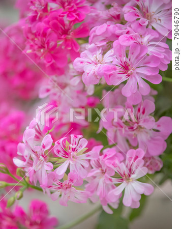 鮮やかなゼラニウム 79046790