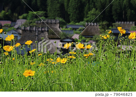 京都　美山　かやぶきの里　春　【京都府】 79046825