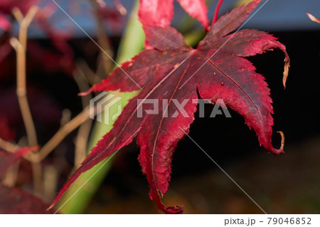 Japanese fan maple (acer sp.) against the setting autumn sun, close-up view 79046852