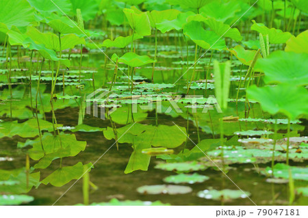 蓮 水鏡 蓮 水鏡 79047181