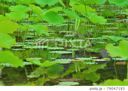 蓮 水鏡 蓮 水鏡 79047183