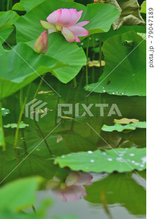 蓮 水鏡 蓮 水鏡 79047189