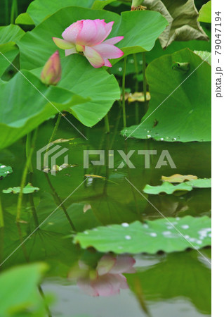 蓮　水鏡 79047194