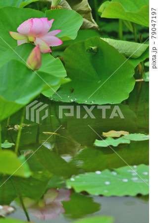 蓮　水鏡 79047197