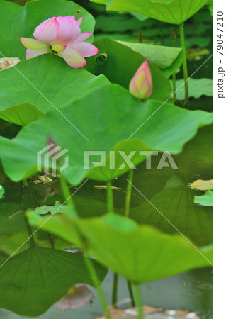 蓮 水鏡 蓮 水鏡 79047210